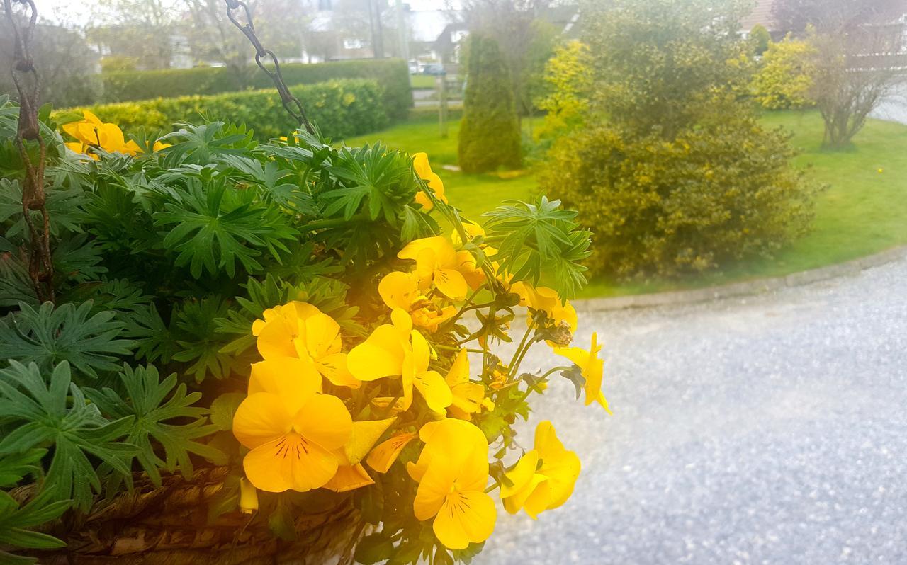 Ely House B&B Shannonbridge Kültér fotó